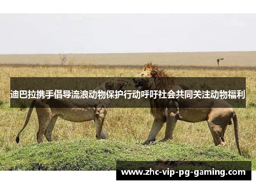 迪巴拉携手倡导流浪动物保护行动呼吁社会共同关注动物福利
